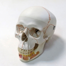 Модель черепа A22 классическая 3B Scientific 