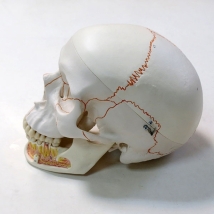 Модель черепа A22 классическая 3B Scientific  Вид 4