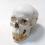 Модель черепа A22 классическая 3B Scientific  Вид 1