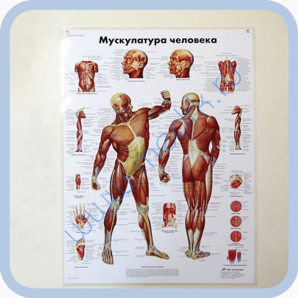 Плакат Мускулатура человека ламинированный 3B Scientific  Вид 1