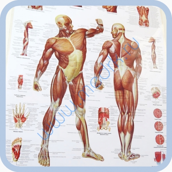Плакат Мускулатура человека ламинированный 3B Scientific  Вид 3
