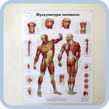 Плакат Мускулатура человека ламинированный 3B Scientific