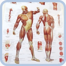 Плакат Мускулатура человека ламинированный 3B Scientific  Вид 2