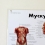 Плакат Мускулатура человека ламинированный 3B Scientific  Вид 2