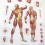 Плакат Мускулатура человека ламинированный 3B Scientific  Вид 3