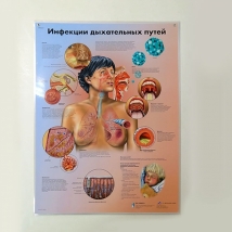 Плакат Инфекции дыхательных путей ламинированный, 3B Scientific 