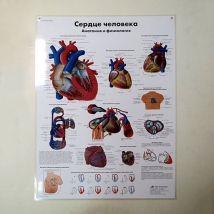 Плакат Сердце человека ламинированный