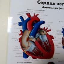 Плакат Сердце человека ламинированный  Вид 2