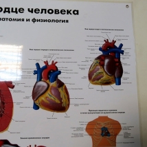 Плакат Сердце человека ламинированный  Вид 3