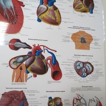 Плакат Сердце человека ламинированный  Вид 4