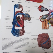 Плакат Сердце человека ламинированный  Вид 5