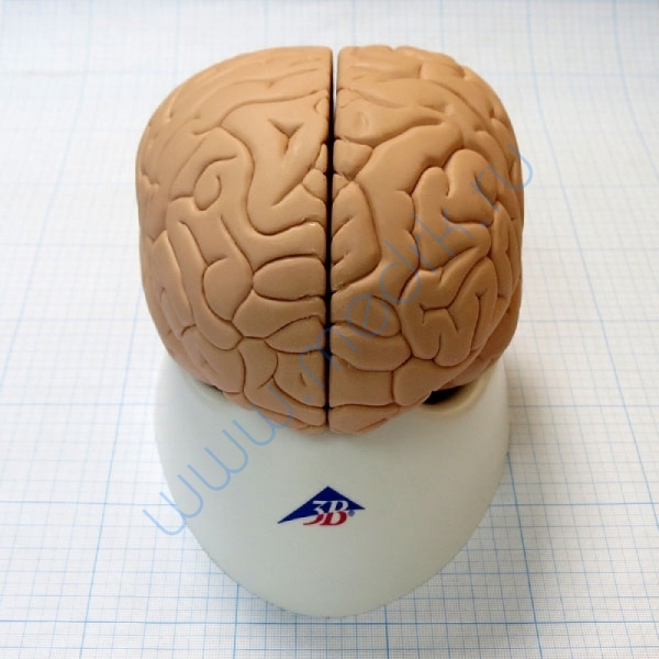 Модель мозга для начального изучения C15/1  Вид 2