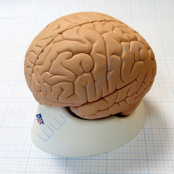Модель мозга для начального изучения C15/1  Вид 1