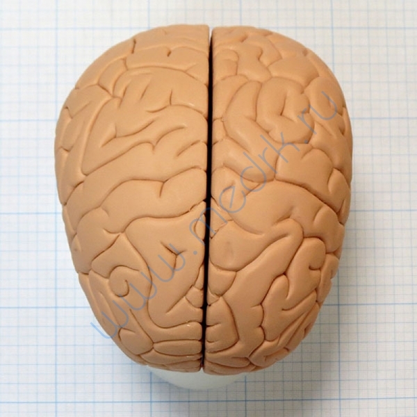 Модель мозга для начального изучения C15/1  Вид 3