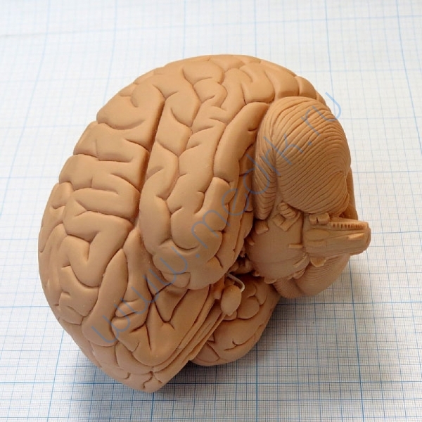 Модель мозга для начального изучения C15/1  Вид 5