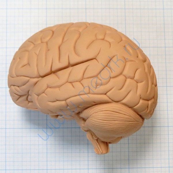 Модель мозга для начального изучения C15/1  Вид 6