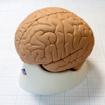 Модель мозга для начального изучения C15/1 