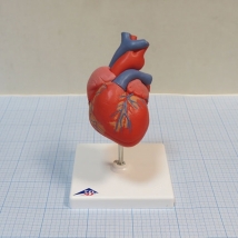 Модель сердца G08 3B Scientific