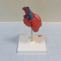 Модель сердца G08 3B Scientific  Вид 2