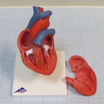 Модель сердца G08 3B Scientific  Вид 3