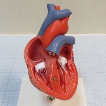Модель сердца G08 3B Scientific  Вид 4