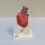 Модель сердца G08 3B Scientific  Вид 1