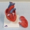 Модель сердца G08 3B Scientific  Вид 4