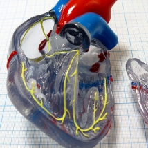 Модель сердца классическая с проводящей системой, G08/3  Вид 4