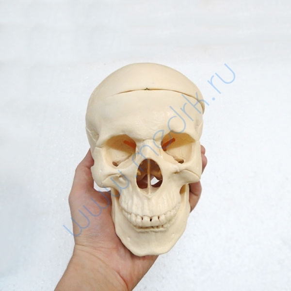 Модель черепа классическая A21 пронумерованная  Вид 5