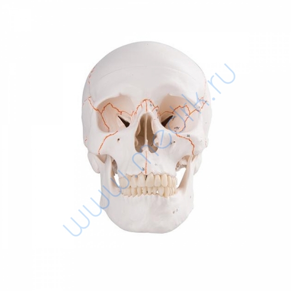 Модель черепа классическая A21 пронумерованная  Вид 1