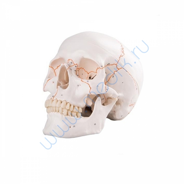 Модель черепа классическая A21 пронумерованная  Вид 6