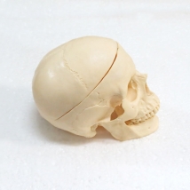 Модель черепа классическая A21 пронумерованная  Вид 2
