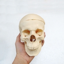 Модель черепа классическая A21 пронумерованная  Вид 4