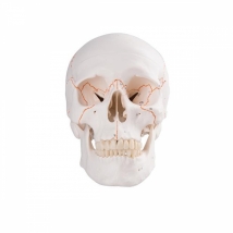 Модель черепа классическая A21 пронумерованная