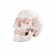 Модель черепа классическая A21 пронумерованная  Вид 5