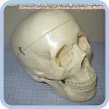Фантом черепа учебный (модель, макет)
