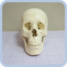 Фантом черепа учебный (модель, макет)  Вид 2