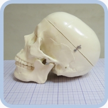 Фантом черепа учебный (модель, макет)  Вид 3