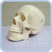 Фантом черепа учебный (модель, макет)  Вид 4