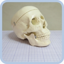 Фантом черепа учебный (модель, макет)  Вид 6