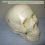 Фантом черепа учебный (модель, макет)  Вид 1
