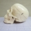 Фантом черепа учебный (модель, макет)  Вид 4