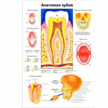 Анатомия зубов — медицинский плакат