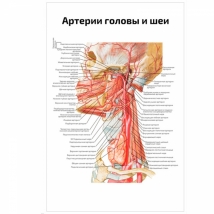 Артерии головы и шеи — медицинский плакат