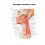 Артерии головы и шеи — медицинский плакат  Вид 1