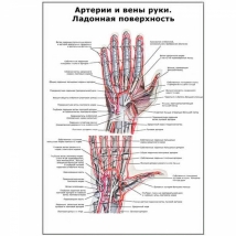 Артерии и вены руки, ладонная поверхность — медицинский плакат