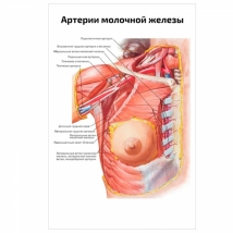Артерии молочной железы — медицинский плакат
