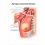 Артерии молочной железы — медицинский плакат  Вид 1