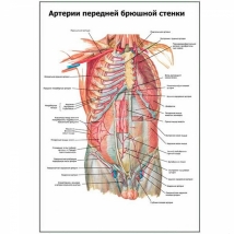 Артерии передней брюшной стенки — медицинский плакат