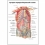 Артерии передней брюшной стенки — медицинский плакат  Вид 1